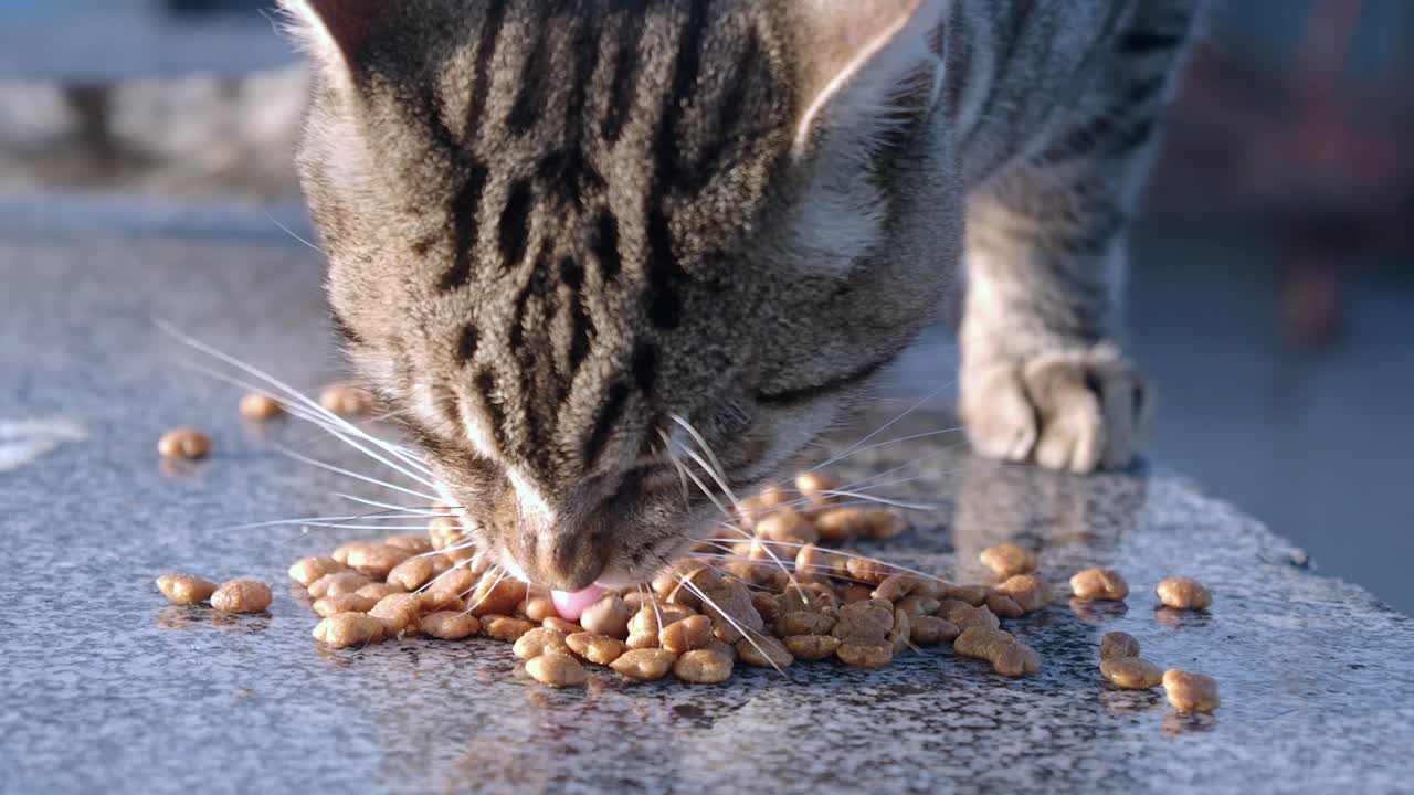 고양이가 고양이 음식을 먹는 것