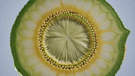 detailed cross-section of an organic plant structure
