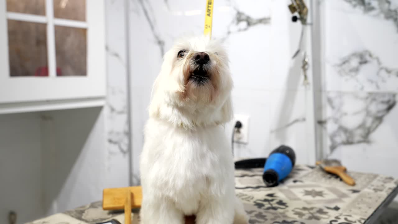 Chien maltais blanc, mignon et moelleux sur une table de toilettage