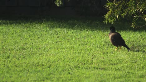 Pájaro-Miná-Indio-Común-De-Pie-En-Un-Jardín-Moviendo-La-Cabeza-Durante-Un-Día-Soleado-En-Australia-Gippsland-Victoria-Maffra