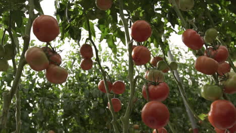 Tomatengewächshäuser-Im-Zentrum-Des-Landes-Mexiko