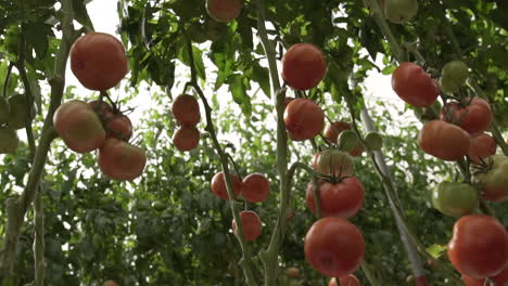 Invernaderos-De-Tomate-En-El-Centro-Del-Pais-De-Mexico