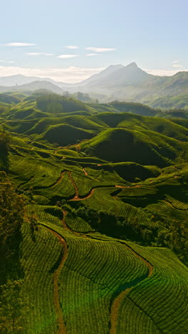 aerial portrait shot of a mountainous valley full of tea plants in munnar, india