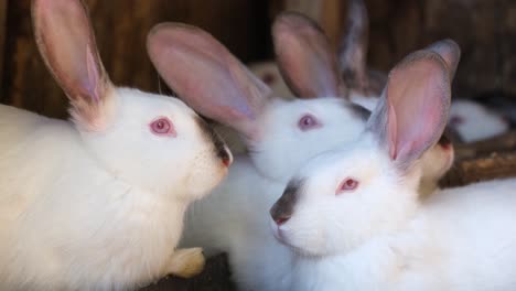 a family of white rabbits on a farm