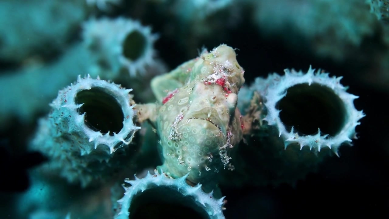 Filmato macro 4K di un pesce rana mimetizzato nascosto all'interno di una spugna a Raja Ampat, Indonesia. Raro predatore sottomarino catturato durante un'immersione subacquea