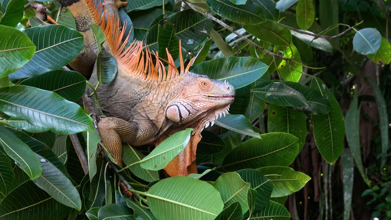 Un'iguana verde che mangia foglie