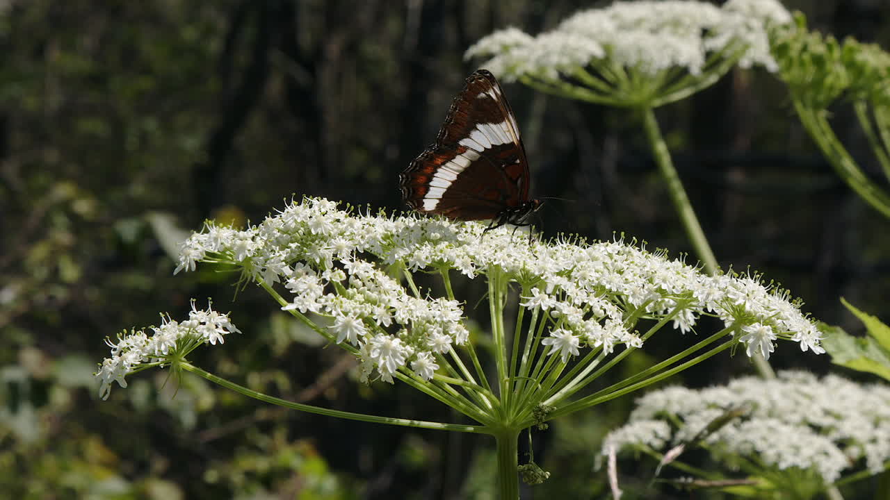 Closeup butterfly looks for sweet nectar on white flower blossom