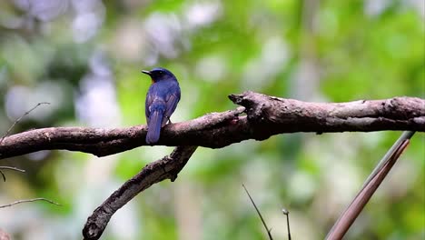 El-Papamoscas-Azul-De-La-Colina-Se-Encuentra-En-Un-Hábitat-De-Gran-Altura,-Tiene-Plumas-Azules-Y-Un-Pecho-Anaranjado-Para-El-Macho,-Mientras-Que-La-Hembra-Es-De-Color-Marrón-Canela-Pálido-Y-También-Con-Un-Pecho-Anaranjado-En-Transición