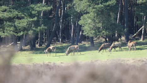 bunch of red deer grazing on green field in hoge veluwe national park in the netherlands