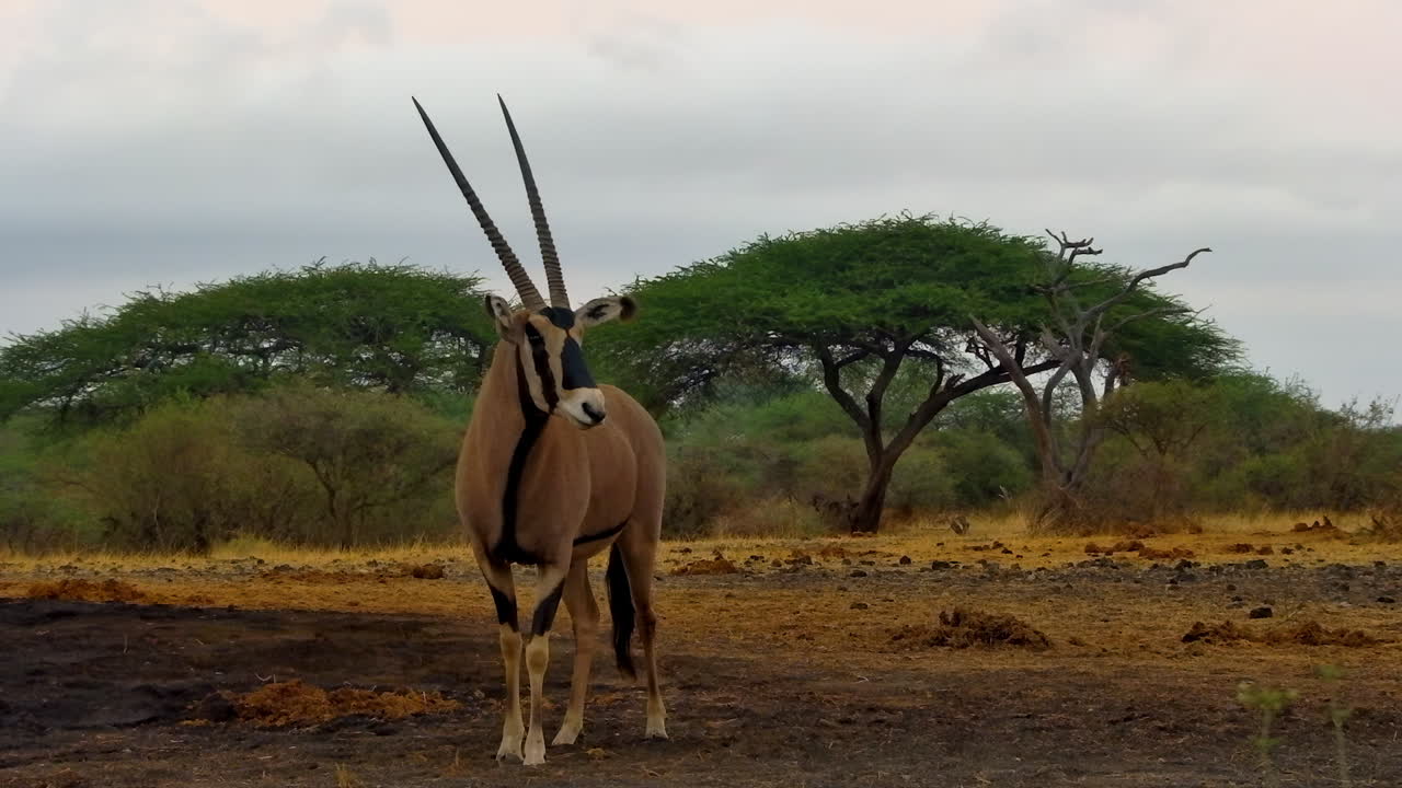 A full body portrait of a majestic Beisa, or East African Oryx, standing in the African savanna