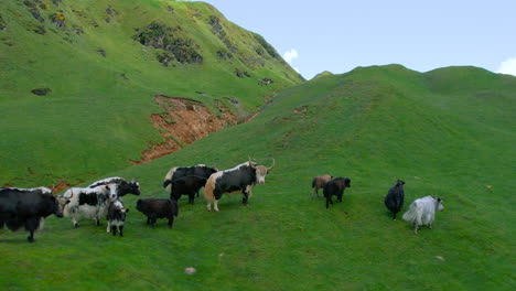 yaks in himalayan nepal graze peacefully