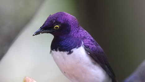 a beautiful violet backed starling perched on a tree branch, feeding on delicious fruits with another bird in the foreground - close up