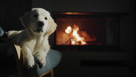 un cachorro de golden retriever se sienta en una silla contra el telón de fondo de una chimenea donde la madera está ardiendo