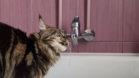 maine coon cat, with brown black fur, licking water as it drips from the faucet