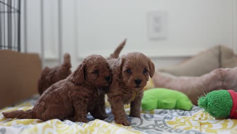 Schöne-Neugeborene-Goldendoodle-Welpen-Drinnen,-Die-Laufen-Lernen