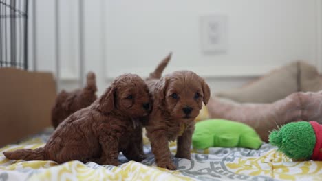 preciosos cachorros goldendoodle recién nacidos en el interior aprendiendo a caminar