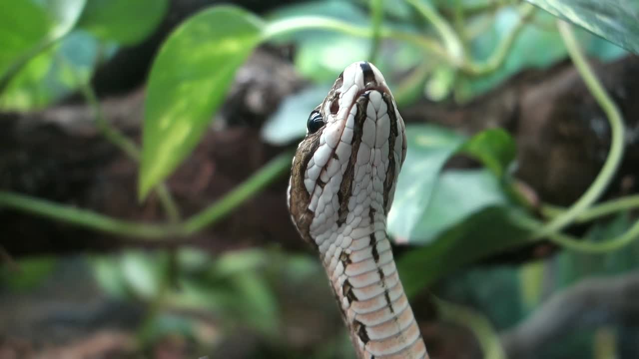 Close view of a raised head of a snake sniffing in the air