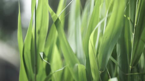 close-up of green grass