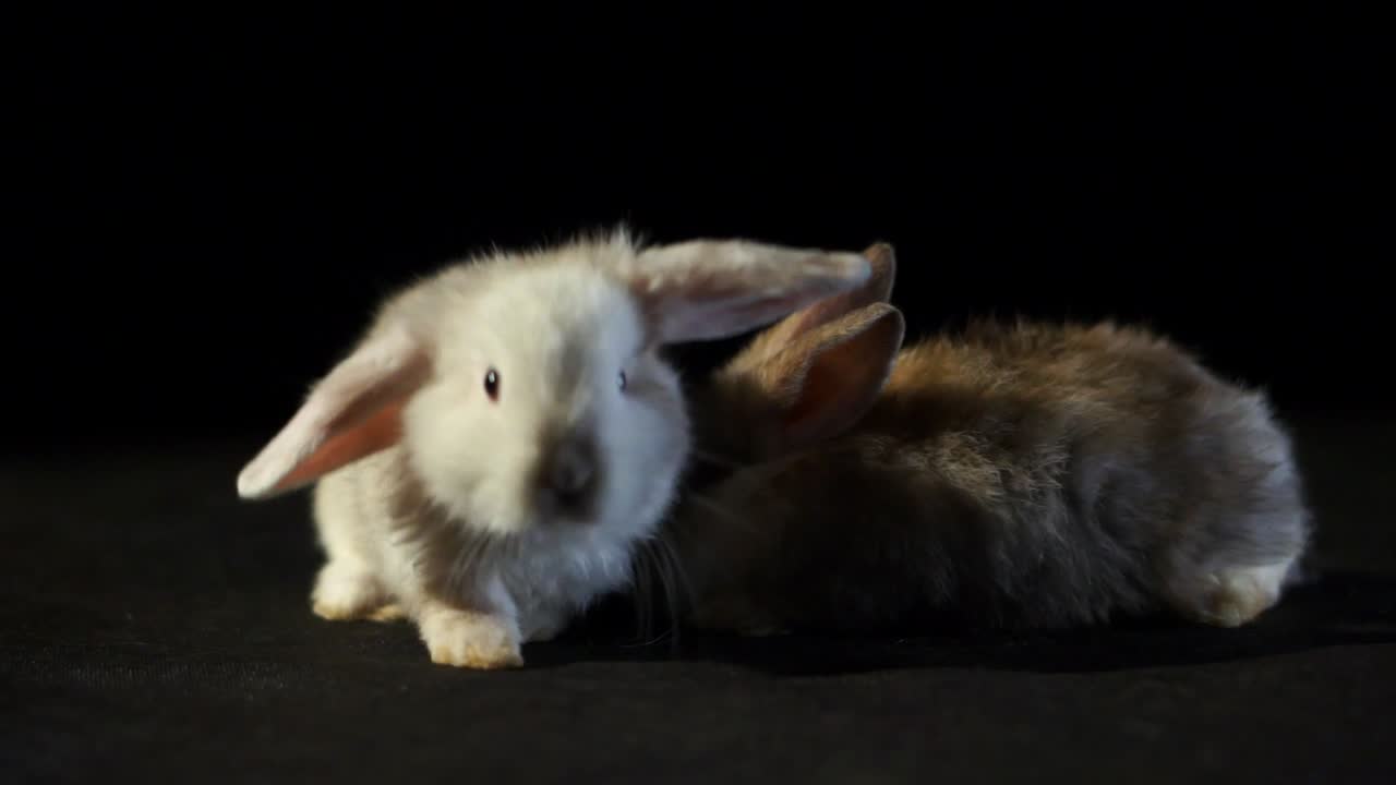 dos conejitos holland lop de bebé con pelaje esponjoso y lindas orejas sobre un fondo de estudio oscuro