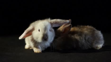 Two-Baby-Holland-Lop-Bunny-Rabbits-With-Fluffy-Fur-And-Cute-Ears-On-A-Dark-Studio-Background