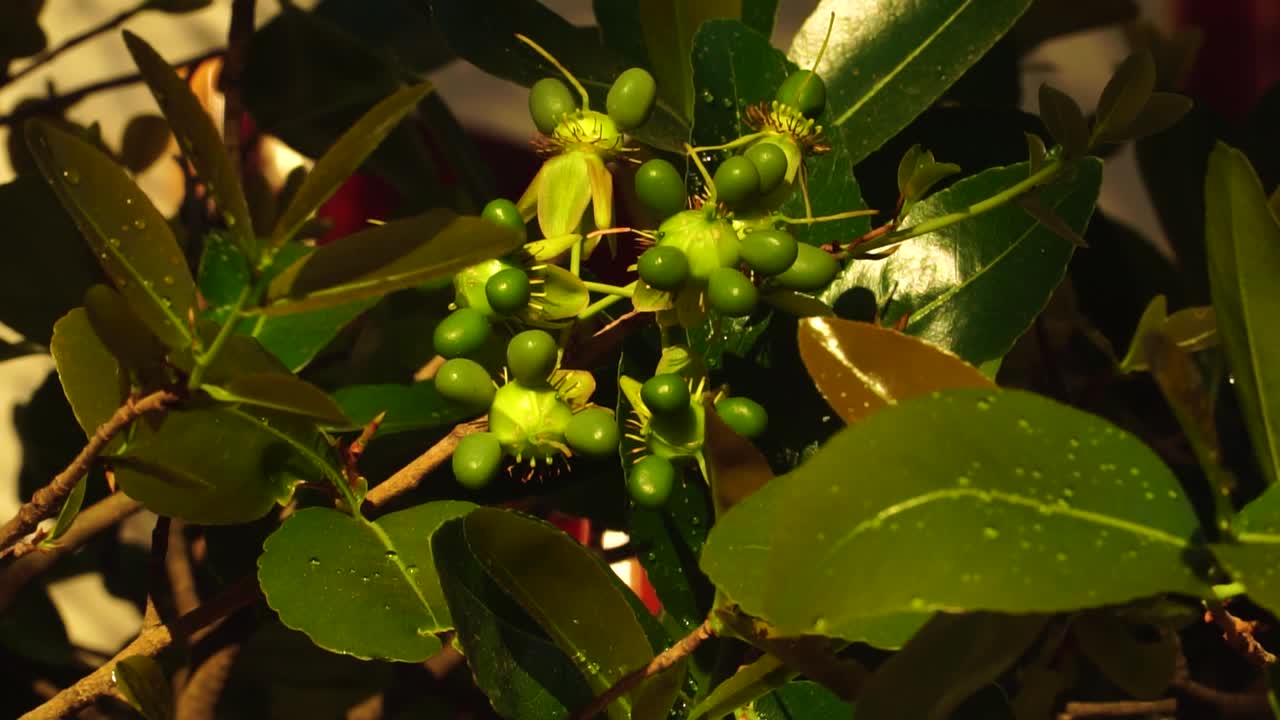 gotas de agua sobre hojas resbaladizas de plantas de ochna y frutos verdes únicos de cerca