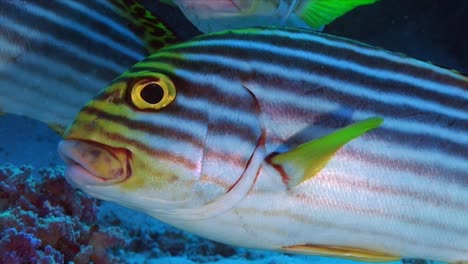 Single-yellow-lined-sweetlip-super-close-up-in-front-of-camera