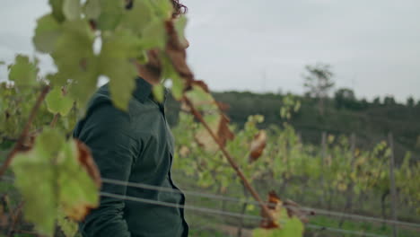 farmer enjoy vine growth walking grape plantation closeup. winegrower inspecting