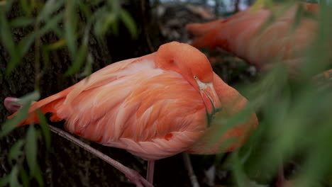 pretty birds at the zoo - american flamingo resting with its curled long neck - closeup shot