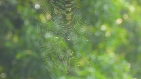 Spider-web-in-wind---pry---cool