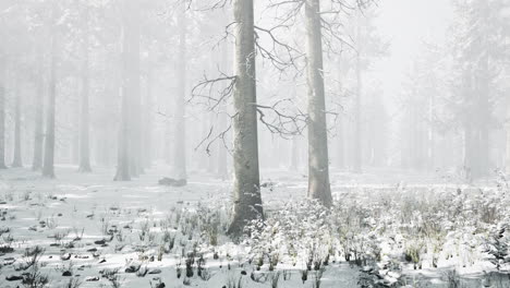 bosque místico de invierno con nieve y rayos de sol que vienen a través de los árboles