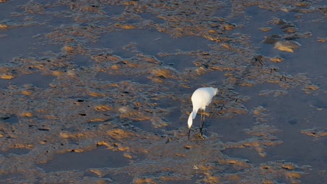 a great egret wades through shallow waters, hunting at sunset. captured in slow motion with aerial drone footage