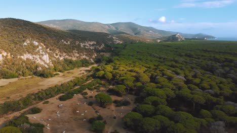 Aerial-drone-footage-of-vibrant-pine-tree-forest-and-beach-seaside-coast-at-Maremma-National-Park-in-Tuscany,-Italy-with-an-island-in-the-distance-and-blue-cloud-sky-and-green-umbrella-shaped-trees