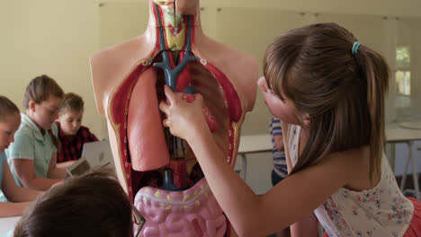 Niña-Tocando-Modelo-De-Anatomía-Humana