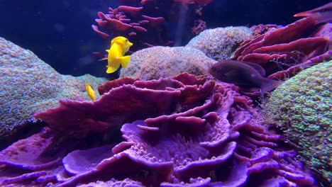 yellow tang reef fish swimming with other tropical species around colorful coral