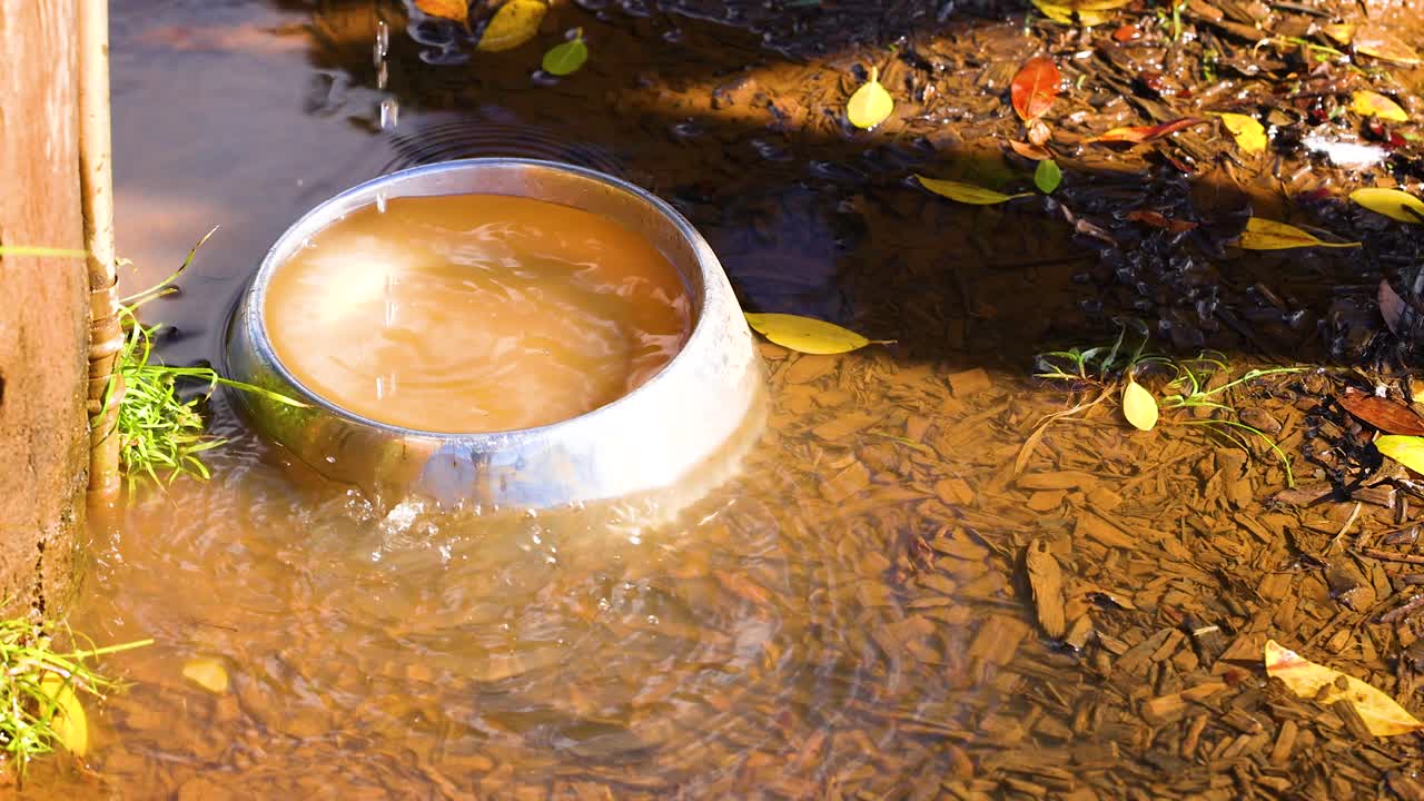 A metal bowl overflows with water in a sunlit farmyard, surrounded by leaves and grass, creating ripples and reflections