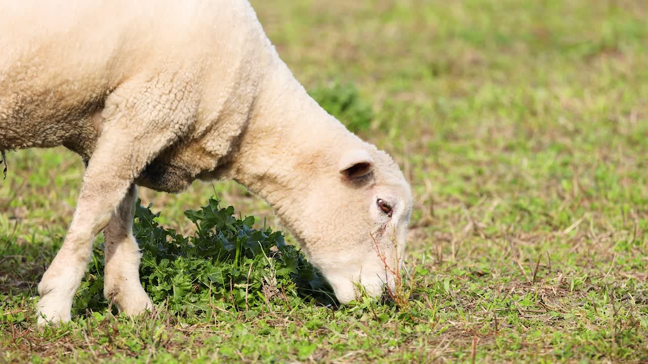 A Wiltipoll sheep grazes peacefully in a sunlit field at Lake Tekapo, showcasing natural behavior in a serene environment