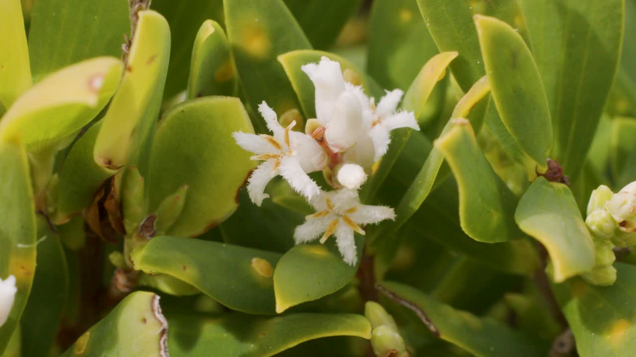 Close-up of Scaevola crassifolia white flower among green leaves, natural daylight, slight camera movement