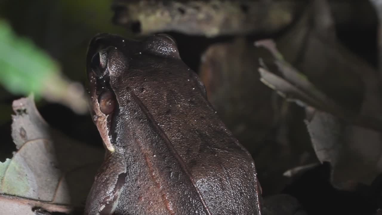 Brown frog resting on damp forest floor, camouflaged among leaves in the Peruvian Amazon