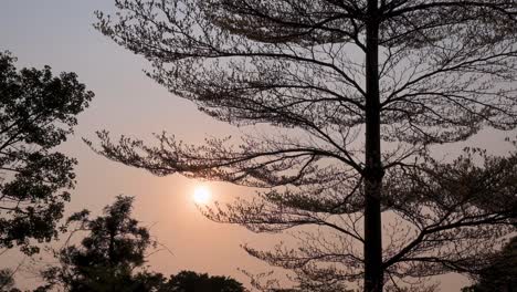 Der-Sonnenuntergang-Setzt-Ein,-Wie-Er-Durch-Die-Blätter-Der-Bäume-In-Einem-öffentlichen-Park-In-Hong-Kong-Zu-Sehen-Ist