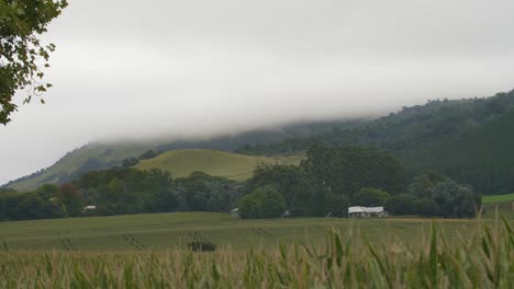 mist rolling down a hill