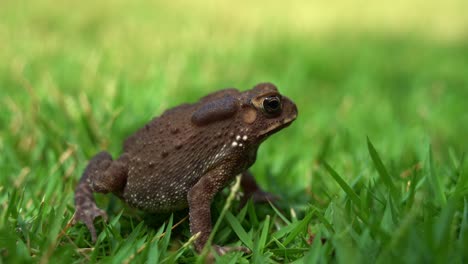sapo común asiático, duttaphrynus melanostictus saco vocal pulsado como se mantuvo quieto en la exuberante hierba verde, saltando lejos de la escena, macro vida silvestre de cerca disparado