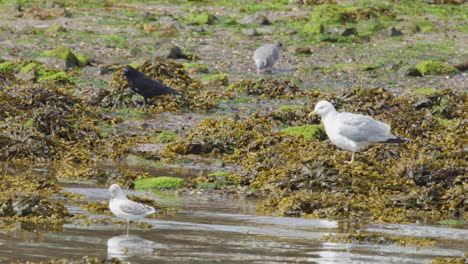 two seagulls and several smaller birds forage among kelp and rocks on a sunlit coastal shore, with gentle camera panning and natural daylight
