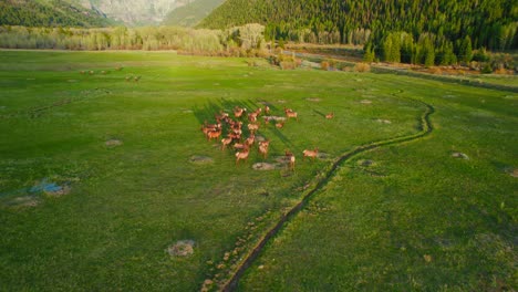 4k-Luftdrohnenansicht-Der-Hirschherde,-Die-Während-Des-Schönen,-Warmen,-Leuchtenden-Sonnenuntergangs-Auf-Der-Offenen-Wiese-Des-Bergtalbodens-Weidet