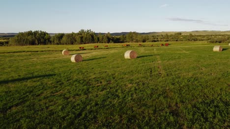 las vacas que pastan en un campo verde se acercaron a alberta, canadá