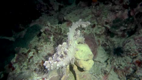 Large-Camouflage-Crab-Underwater-carrying-Anemone,-Walking-At-Night