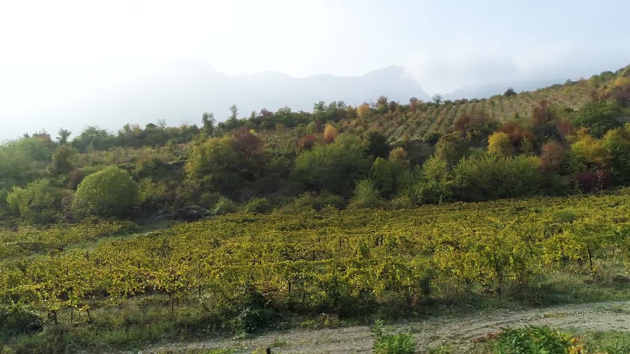 가을의 포도원 풍경