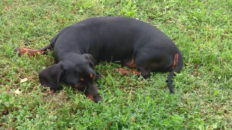 black dachshund laying on the grass on the beautiful sunny day