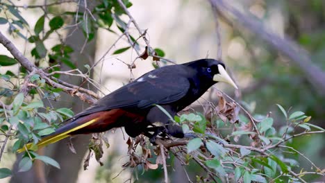 Tropischer-Ikteridenvogel-Der-Neuen-Welt-Namens-Crested-Oropendola,-Der-In-Zeitlupe-Davonfliegt