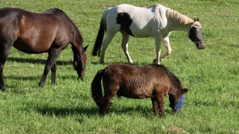 multiple horses feeding on green grass together