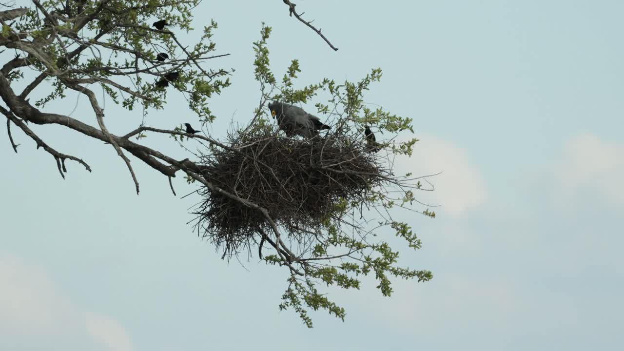 An African Harrier-Hawk sitting on a red-billed buffalo weaver's nest trying to get to the chicks while getting attacked by the weavers, Savuti Botswana